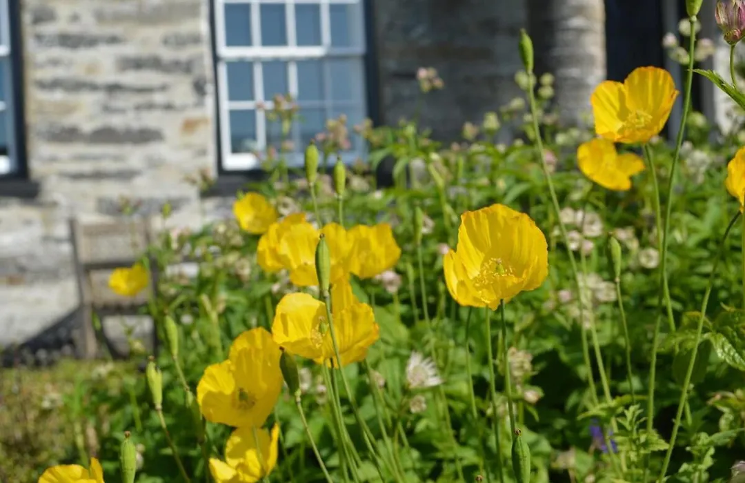Benar Cottages - Y Llaethdy-1