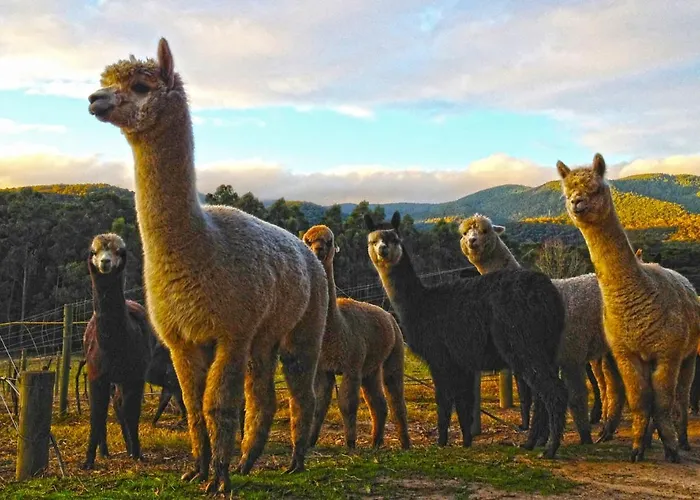 Valley Farm Vineyard Villas Healesville